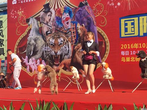 精彩的马戏团