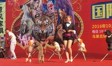 精彩的马戏