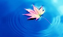 生命中的一朵花