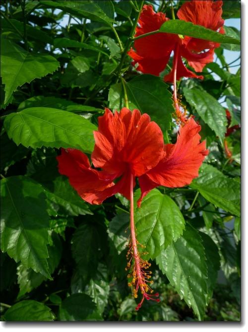 枝形吊灯花