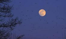 八月十五月儿圆