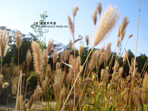 阳光的味道
