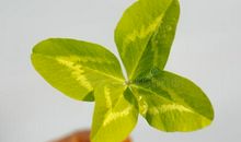 留在记忆深处的那片树叶