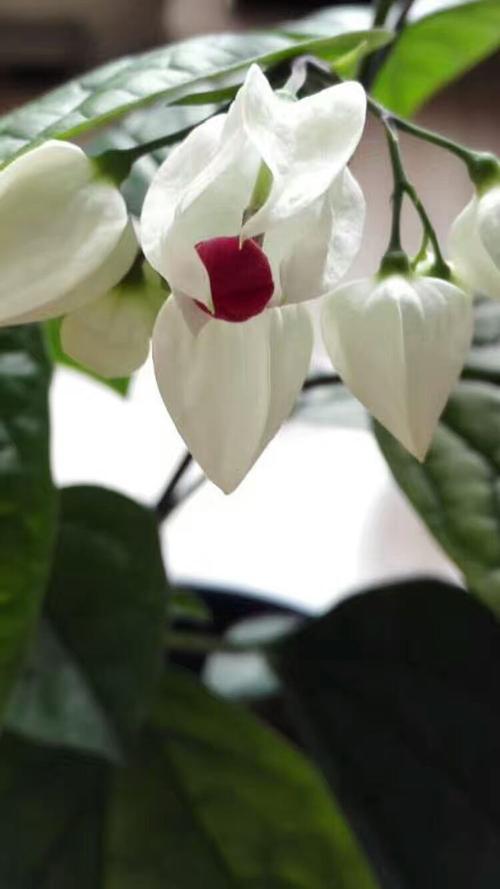 尘埃中的芬芳