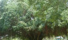 我爱学校的大榕树