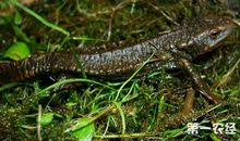 我家有只小小蝾螈