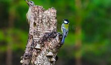 啄木鸟森林国王