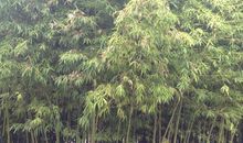 怀念故乡的小竹林