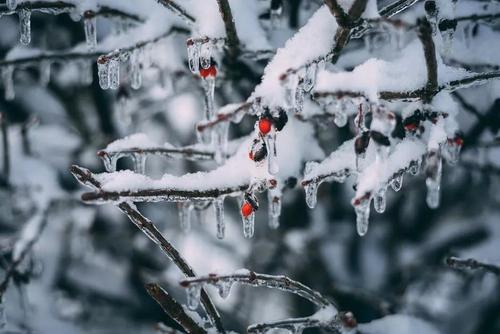 飞雪来了
