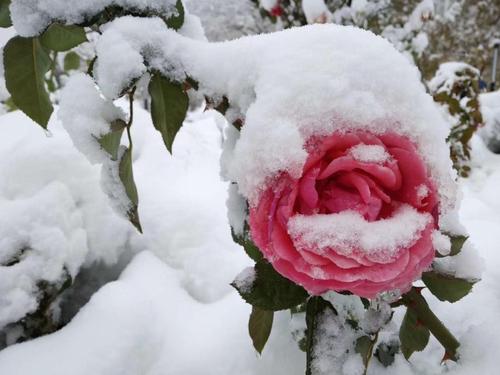 你好第一场雪