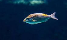 爸爸的爱藏在鱼里