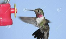 能在天上飞翔的母鸡