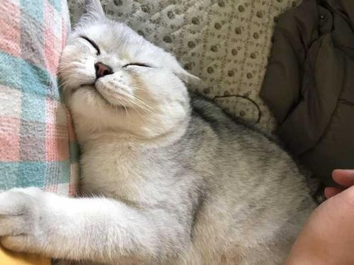 第一次养小猫