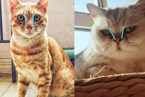 猫在院子里