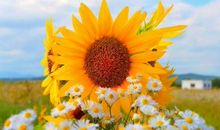 假如我变成一株向日葵