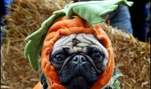 我与狗的亲密接触