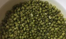 豆芽的生长过程