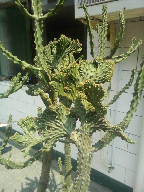 我知道植物的秘密