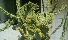 植物的秘密我知道