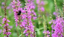 生如夏花之绚烂读后感