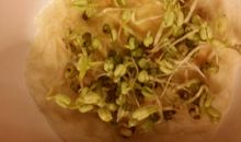 观察绿豆发芽作文四年级