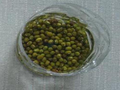 豆芽生长过程观察日记