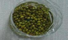 豆芽的生长过程观察日记