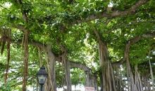 校园的大榕树作文400字