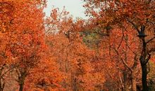 枫叶变红的秘密