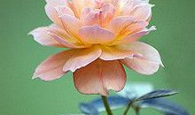 愿亲情温暖花开