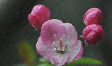 那截剑麻悄悄唤醒了我