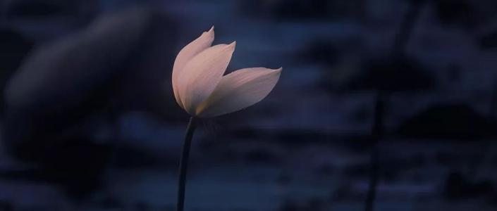 花的芬芳是友善的季节