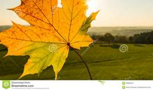 我是秋天的一片叶子