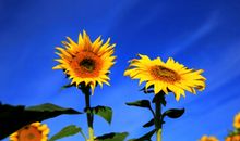 美丽在瞬间绽放