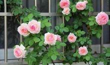 我梦见绿萝花开