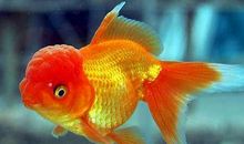 金鱼，我的动物朋友