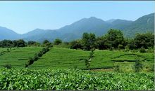 我爱家乡的茶园