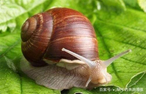 蜗牛的梦想