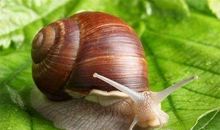 一只蜗牛的梦想