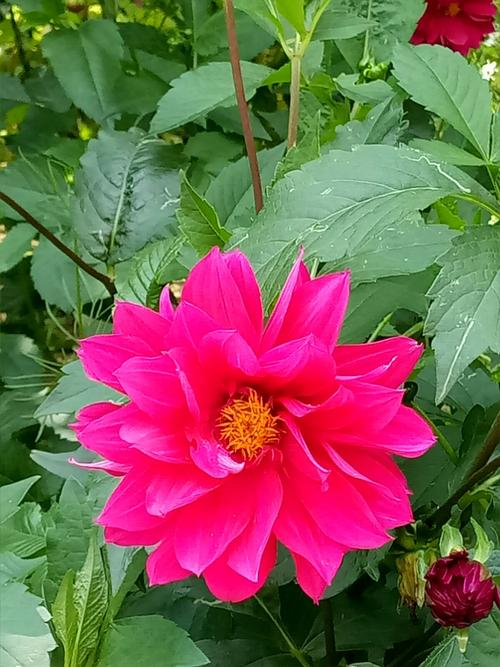 我欣赏那朵花，那个人
