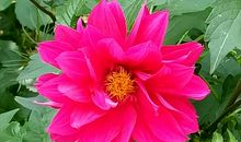 我欣赏那花、那人