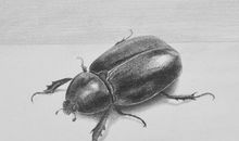 我是一只小甲虫