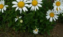 雨中那温暖的情意