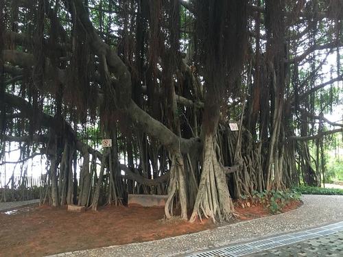 令人难忘的那棵大榕树