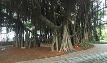 难忘那棵大榕树