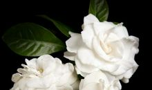 镌刻在栀子花里的约定