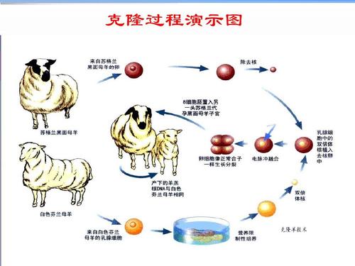 魔术克隆