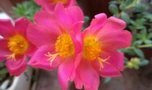 太阳花作文200字