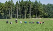 我爱故乡的味道