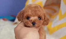 我最喜爱的小狗“思思”